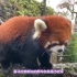 【小熊猫Q&A】【熟肉】Get Reddie to Meet Moshu the Red Panda