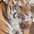 如何安抚一只不高兴的母老虎？