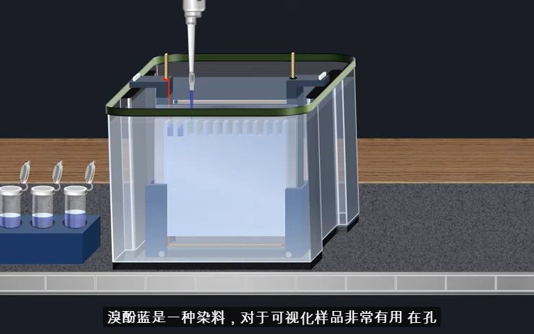 western blot原理和过程学习 喹诺酮地西泮 默认收藏夹 哔哩哔哩视频