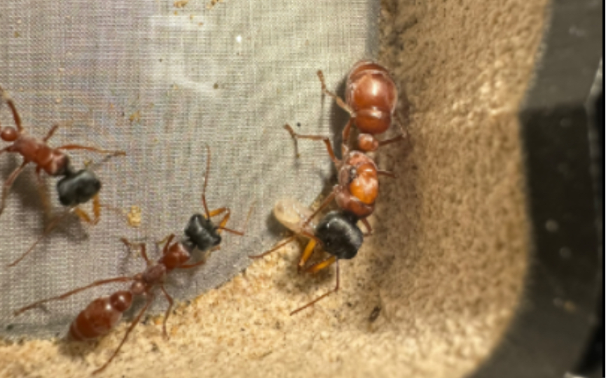 好看的小蚂蚁日常