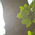 空镜头视频  早晨晨光绿叶 素材分享