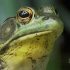 中文字幕《青蛙  Frogs The Thin Green Line》