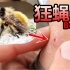 【双翅目系列13寄生虫第四季8】狂蝇/肤蝇：你曾以为是可爱的大蜜蜂，其实是把蛆产在皮肤里的恐怖寄生虫！