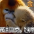 【我们诞生在中国】纪录片眉清目秀猴中贵族金丝猴1