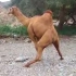骆驼突然行为“怪异”，简直“臊”得慌！
