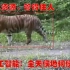 中国最近拍摄的东北虎，东北豹，黑熊，野猪，梅花鹿