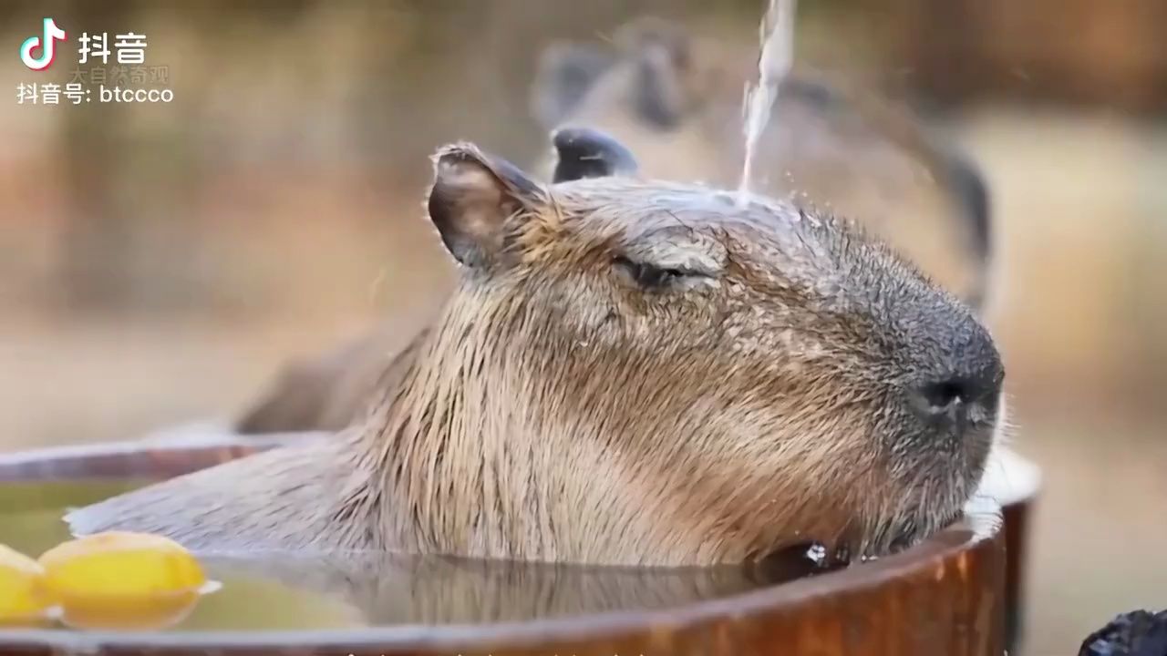 世界上情绪最稳定的生物水豚小可爱来啦