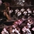 【雅尼Yanni】Acroyali / Standing in Motion -- 1990 Dallas 交响音乐会