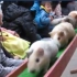 动物园的荷兰猪列队跑