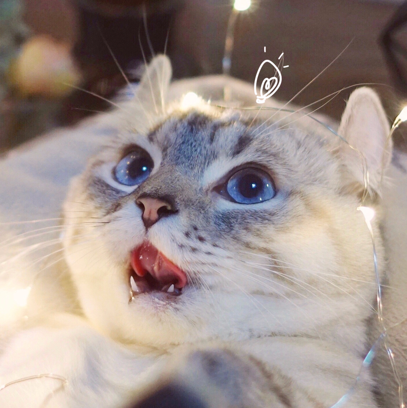 当慢放猫舔嘴的瞬间会是什么样的