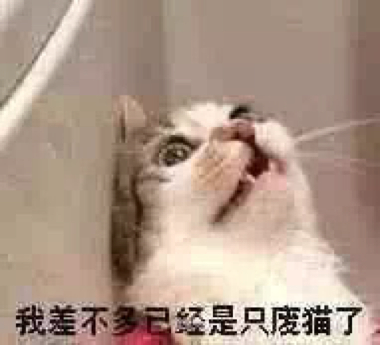 土方十四猫