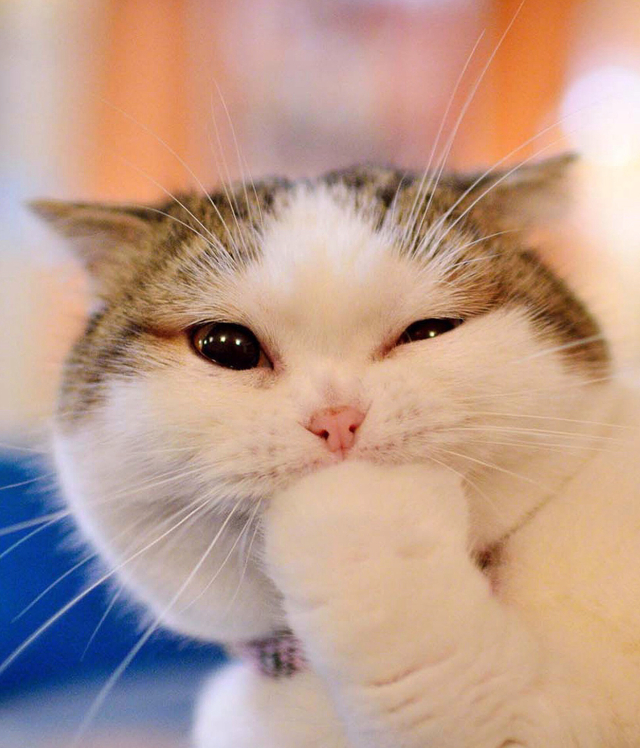 【布偶猫|英国短毛猫】两只gay猫秀恩爱惊呆小伙伴!