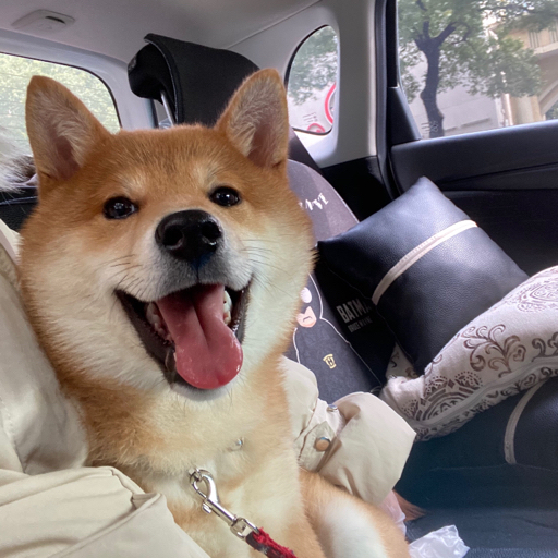 柴犬赤赤〕记录赤赤第一次吃鸭脖