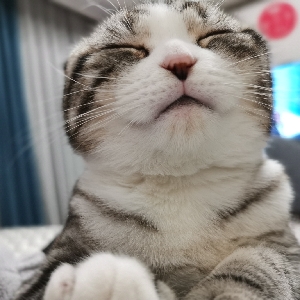 【美短】踩奶踩奶的猫