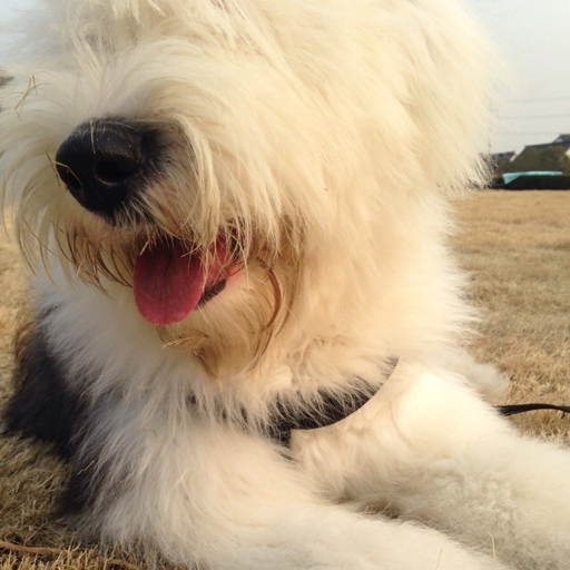 【听歌】宠物店日常~老板娘来了! - 这货不是沐