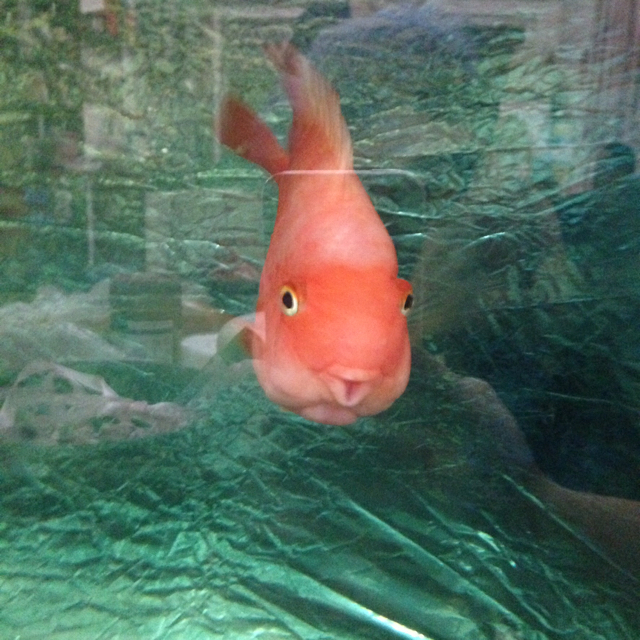 我在东北玩泥巴~ - 唐三葬 - 哔哩哔哩直播