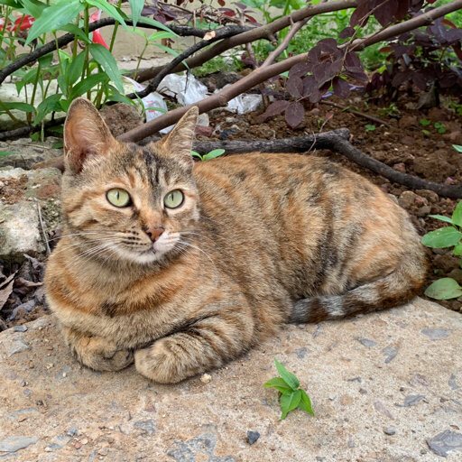 【狸花猫】小猫咪喵生第一次玩沾了猫薄荷的逗猫棒嗨到上天