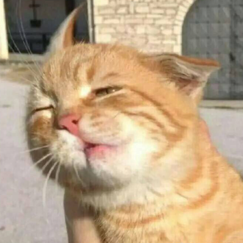 壁纸 动物 狗 狗狗 猫 猫咪 小猫 桌面 1024_1024图片