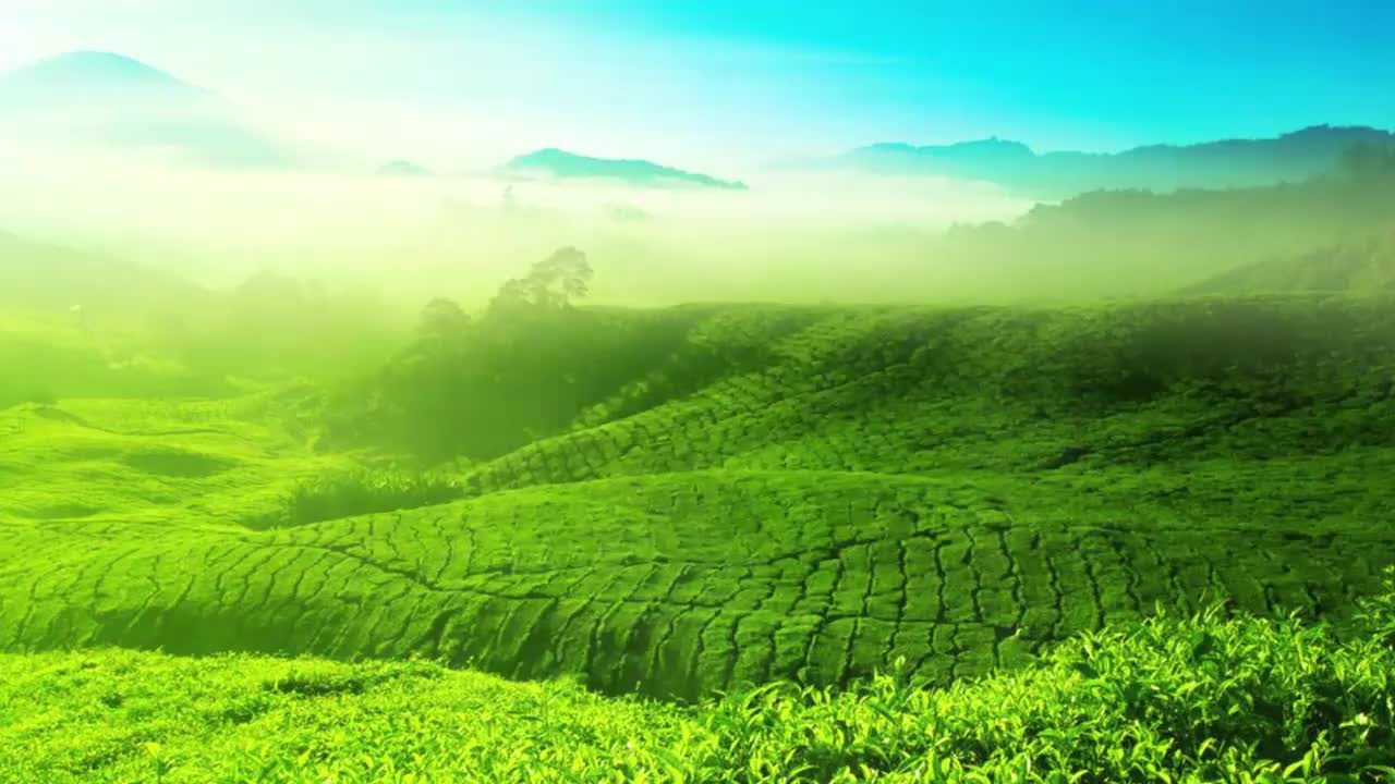 25 进行绿茶推介