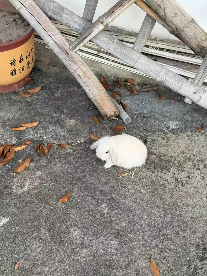 小兔子外卖⁰⃚⃙̴༝ ⁰⃚⃙̴ 25.11.24