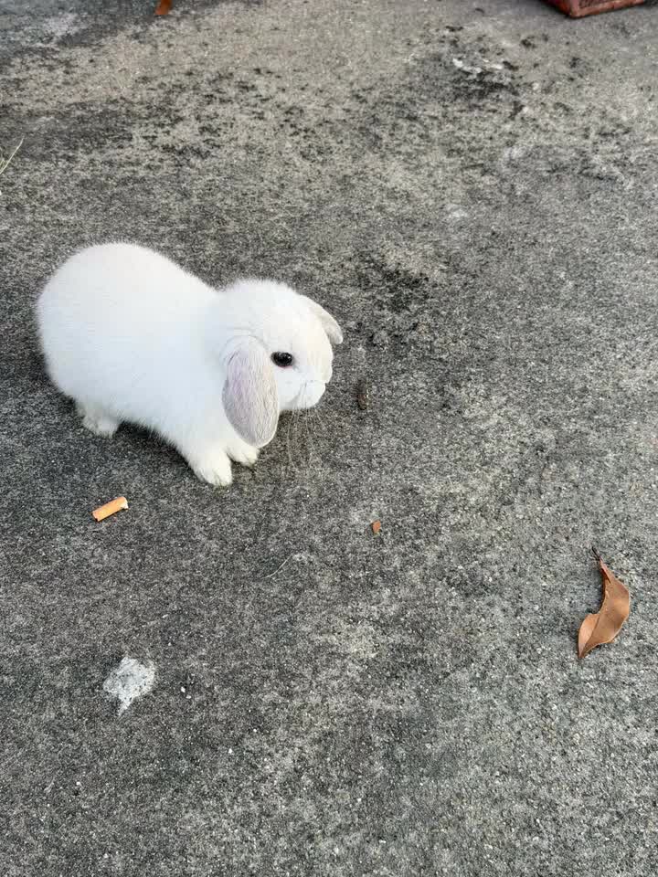 小兔子外卖⁰⃚⃙̴༝ ⁰⃚⃙̴ 25.11.26