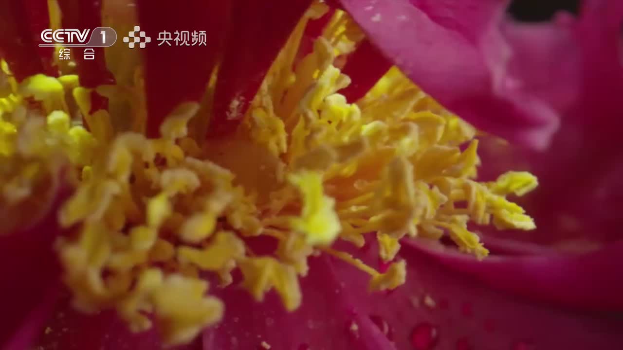 第1集：瑞草之首 人参