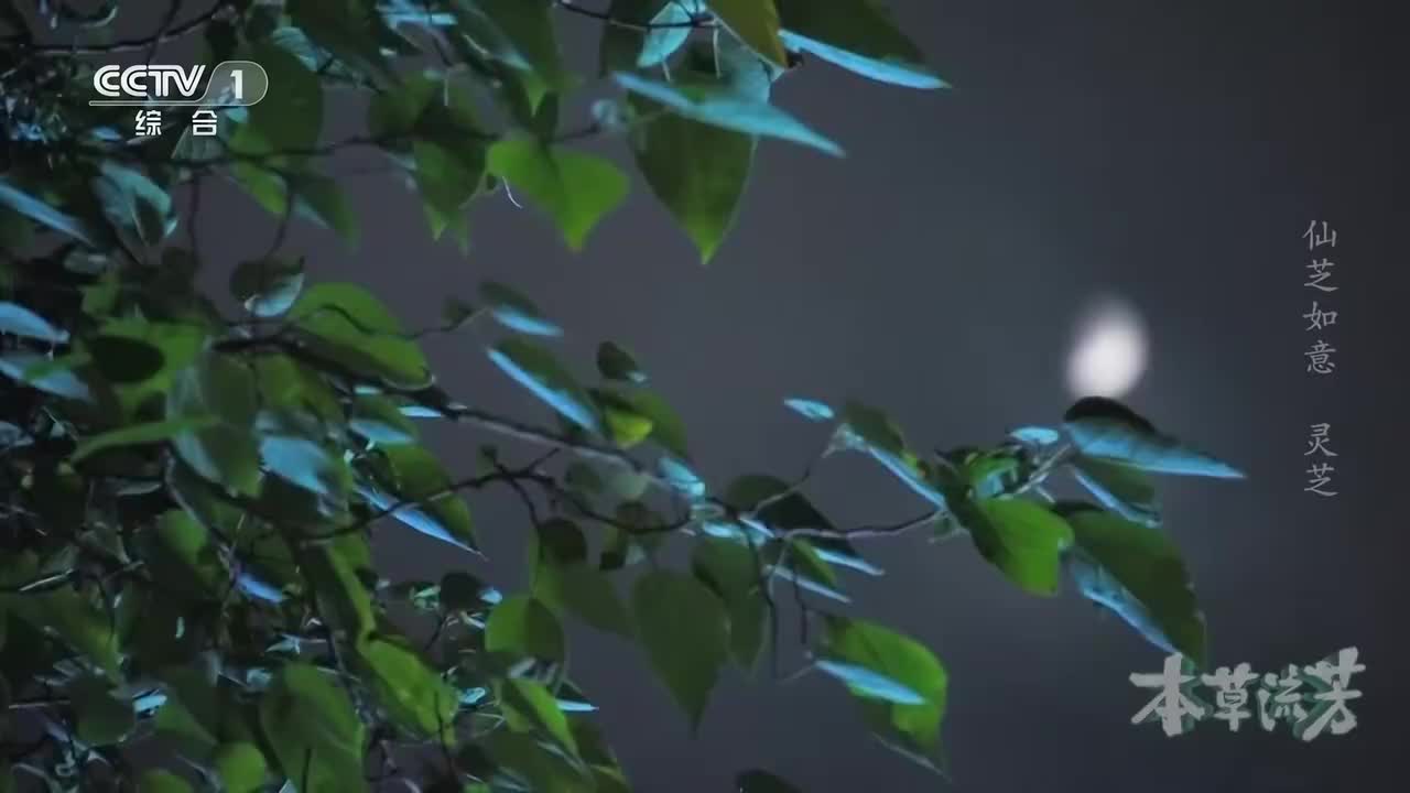 灵芝到底从何而来？如何化腐朽为神奇？揭秘中国神话中常见的仙草《本草流芳》 第9集 仙芝如意 ｜ CCTV「本草流芳」_1080p