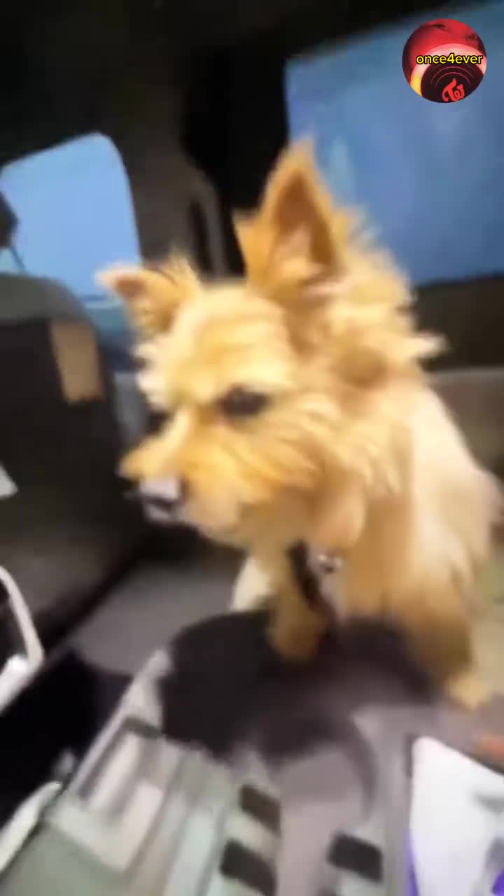 can i be your dog momo