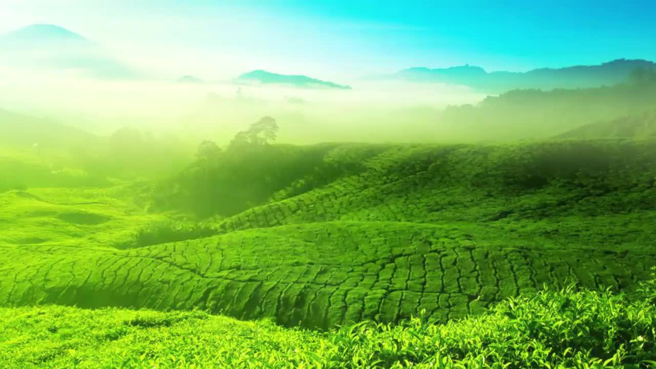 24 茶艺表演基本流程