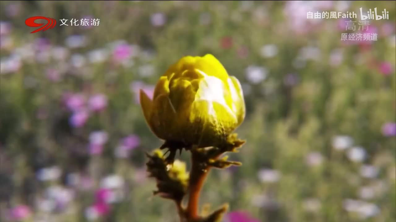 【未删减版】[44集电视连续剧][苦菜花][2020版]第01集