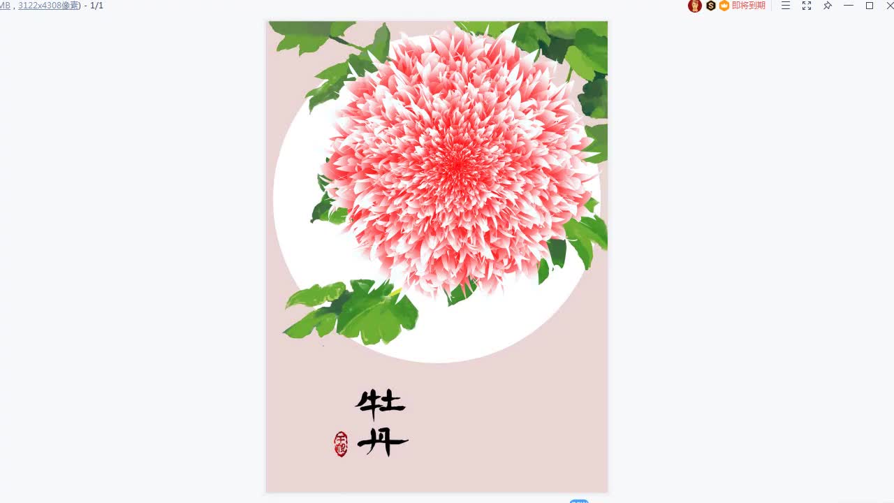 【练习题】牡丹花