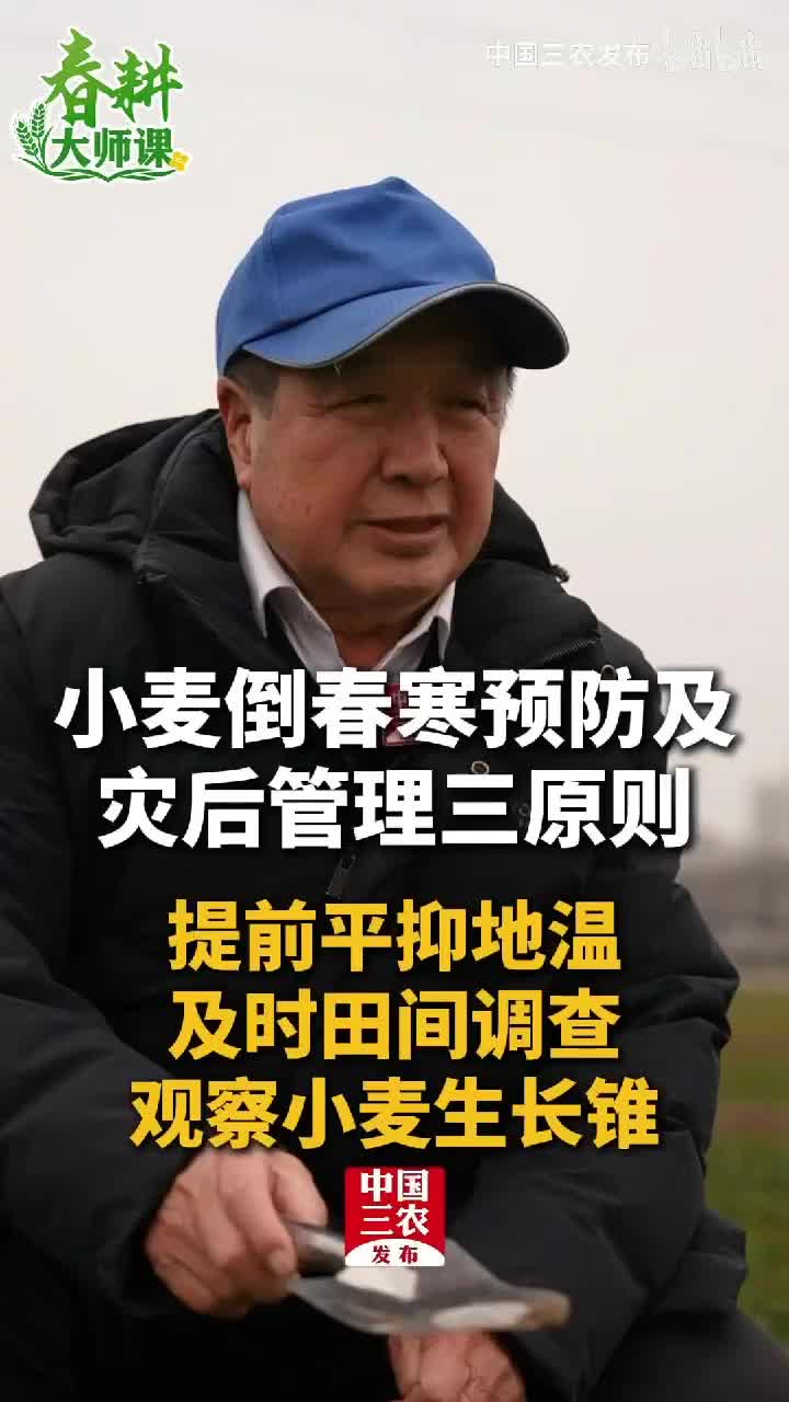 小麦倒春寒预防及灾后管理三原则：提前平抑地温、及时田间调查、观察小麦生长锥