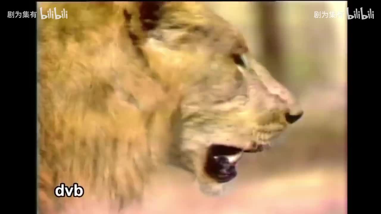 1980-狮子的时代3