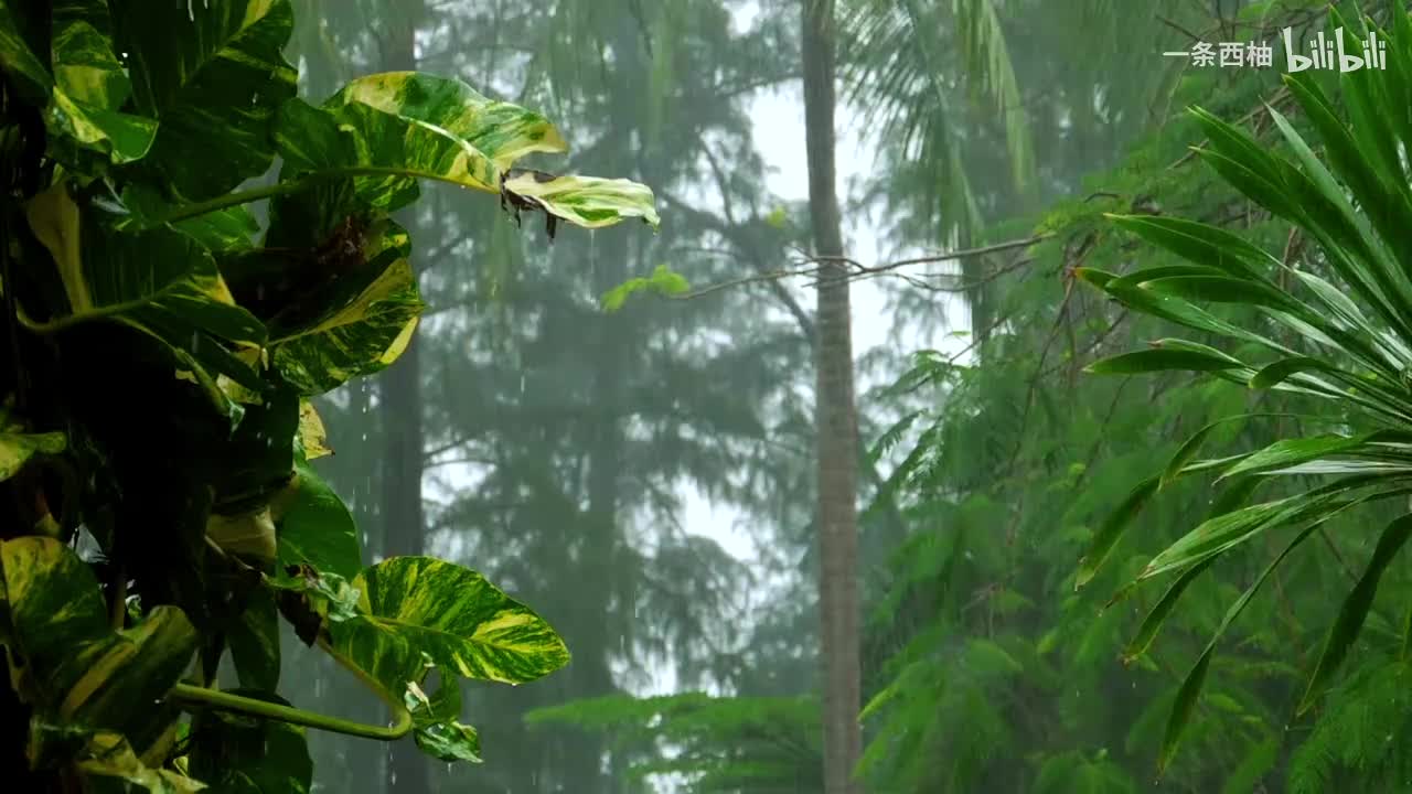 雨中氛围感 (73)