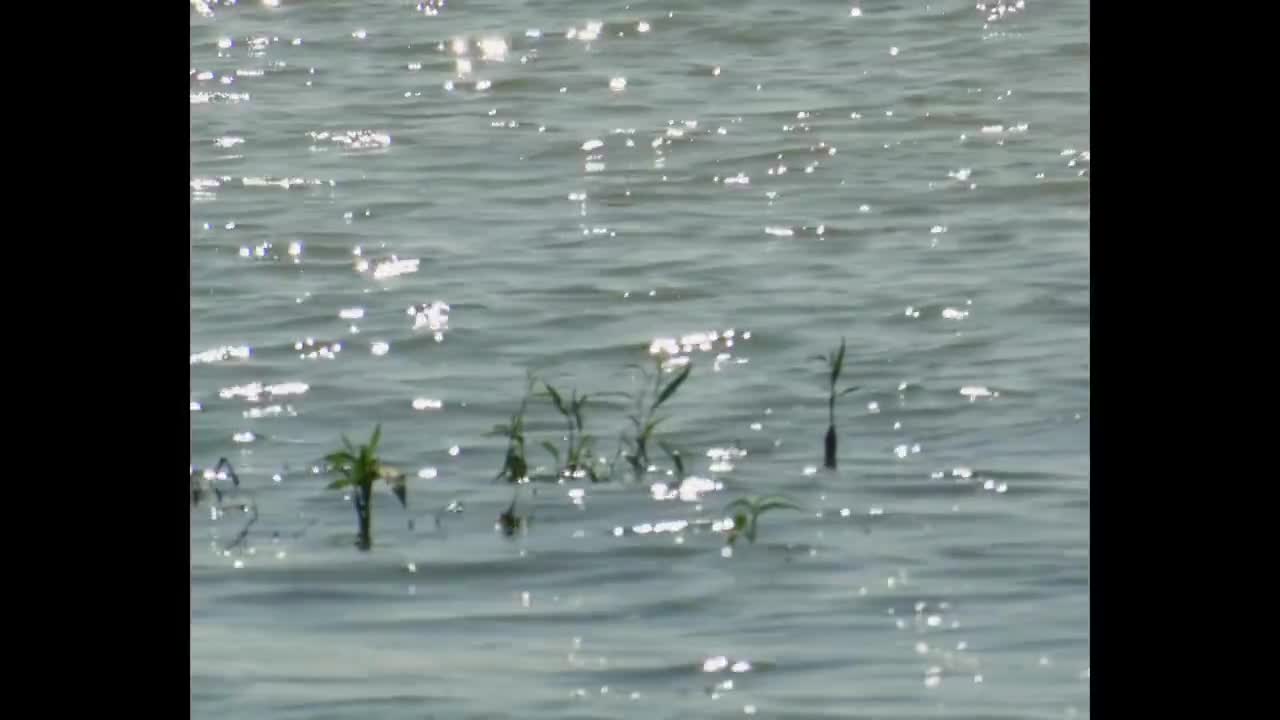 20231203 'OrangeFlower (YouCompleteMe)' Official Track Video