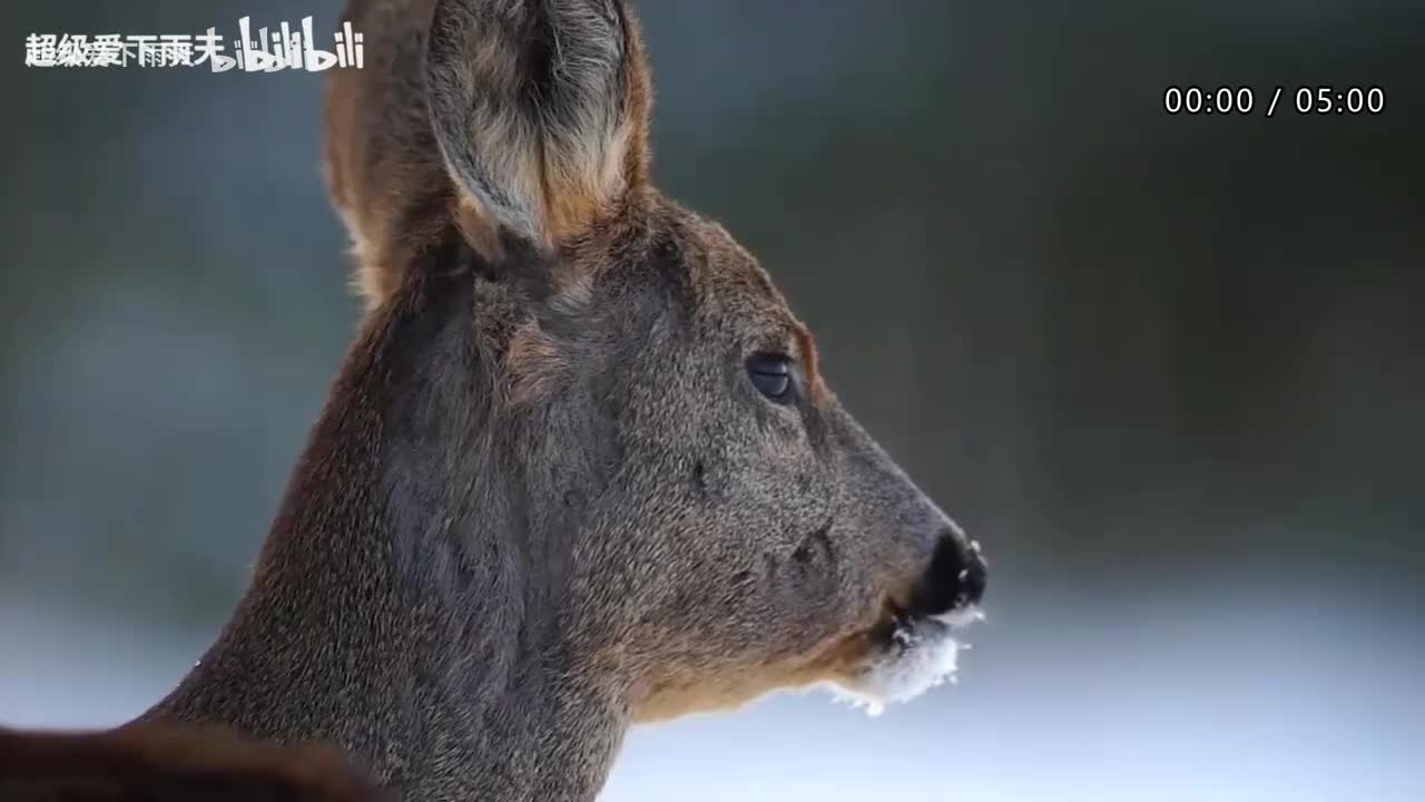 音综143首