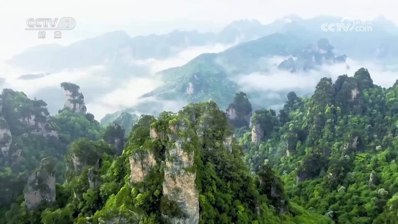 岭脚古樟树