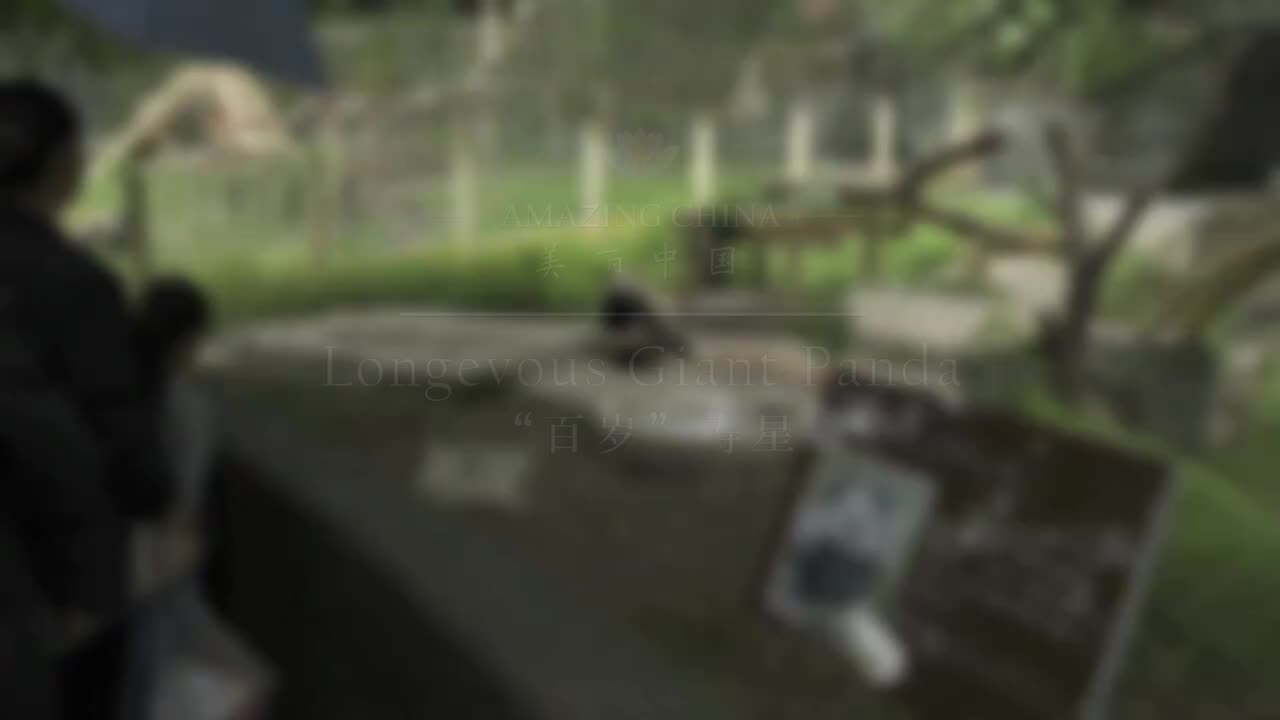 美丽中国之大熊猫主题 01.“百岁”寿星