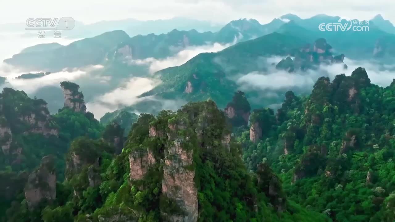 晋祠周柏