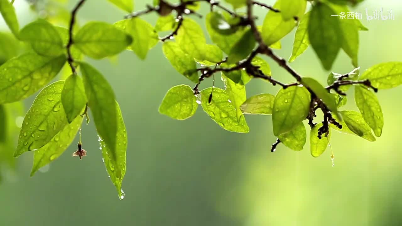 雨中氛围感 (85)