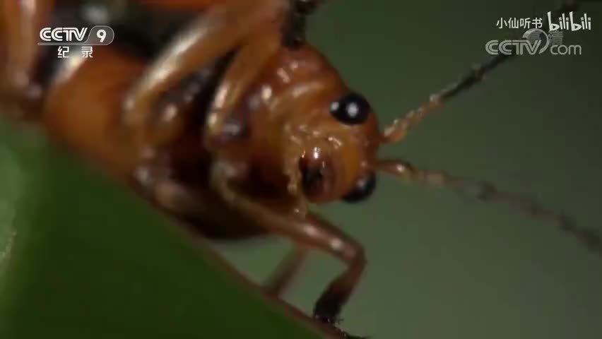 3.昆虫的盛宴：取食的绝技（1）