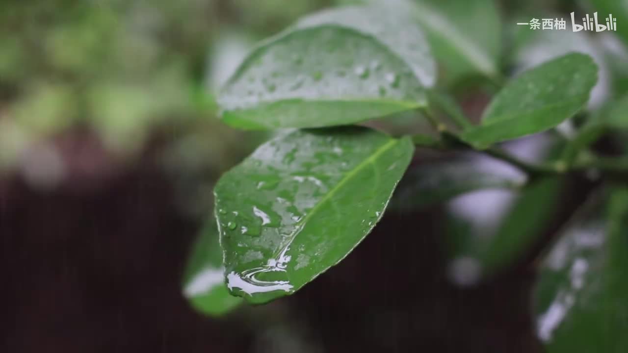 雨中氛围感 (69)