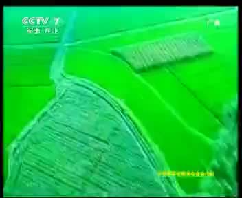 平安稻米 2012.9.25
