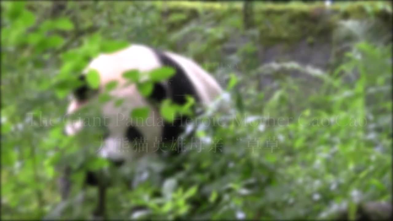 美丽中国之大熊猫主题 07.大熊猫英雄母亲“草草”