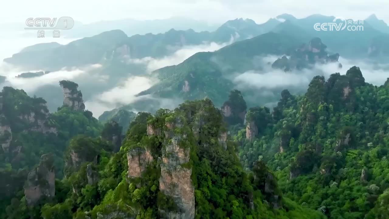 茅镬古树群