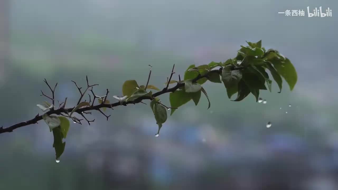 雨中氛围感 (45)