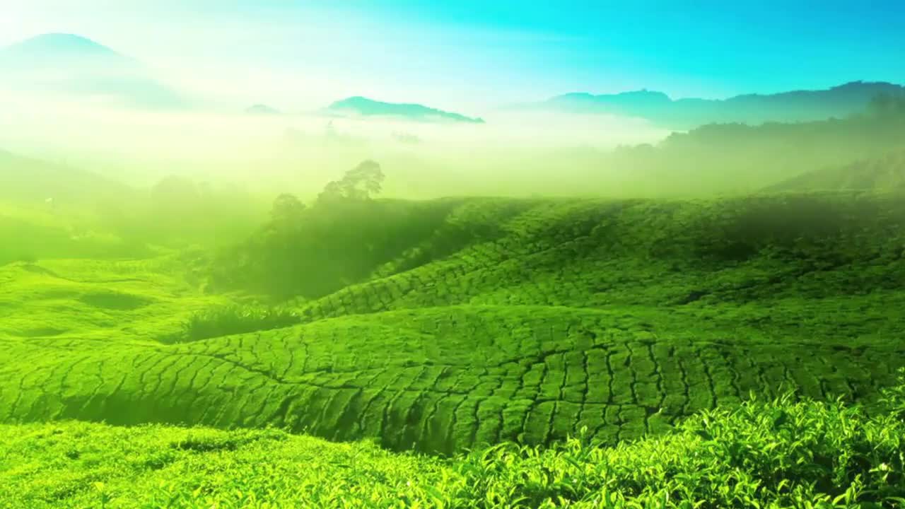 06 名优红茶鉴赏