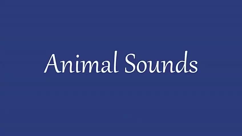 015 Animal sounds