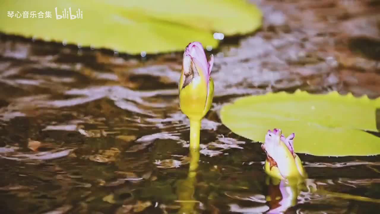 巫娜【十大古琴名曲合集】 净心安神，陶冶情操337