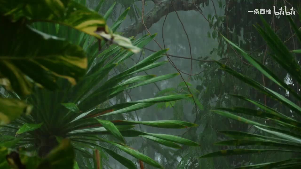 雨中氛围感 (89)